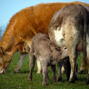Vaches et veau tétant sa mère - Belgique  - collection de photos clin d'oeil, catégorie animaux